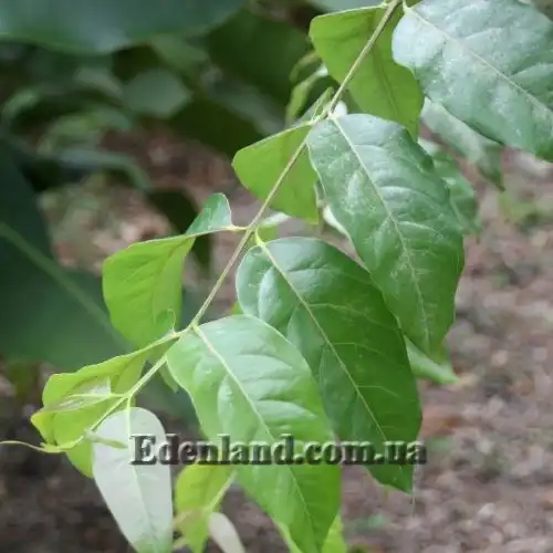 Изображение Эвкалипт радужный - Eucalyptus deglupta