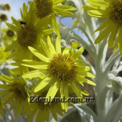 Изображение Сенецио снежно-золотистый - Senecio niveoaureus