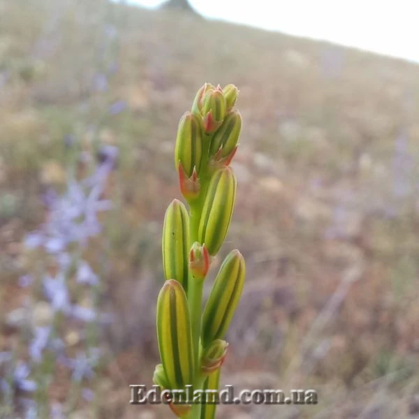 Изображение бутоны