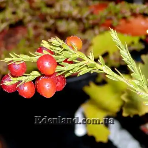 Изображение Муралтия колючая  - Muraltia spinosa