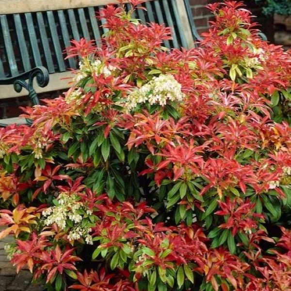 Изображение Пиерис японский   - Pieris japonica