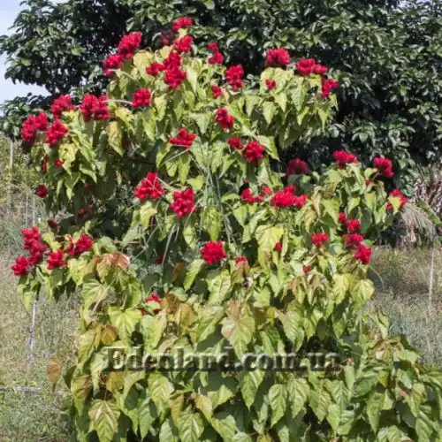 Изображение Бикса Орельяна - Bixa orellana red