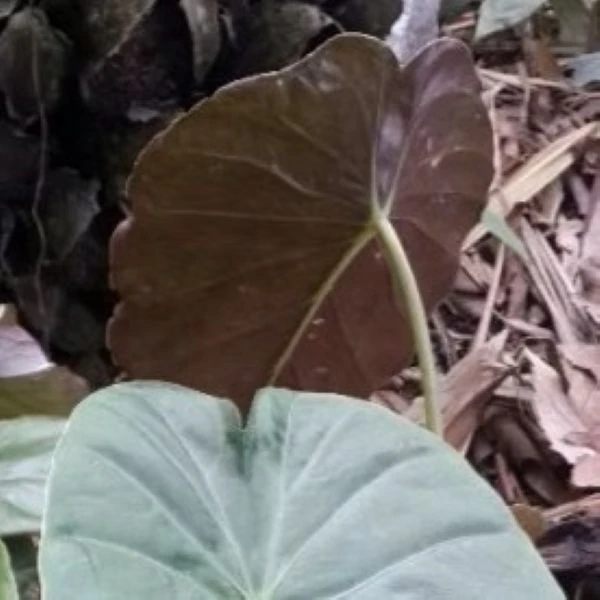 Изображение Ремусатия Гукера   - Remusatia hookeriana 