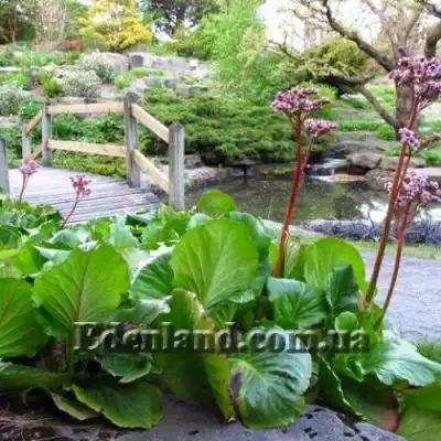 Изображение Бадан толстолистный  - Bergenia crassifolia