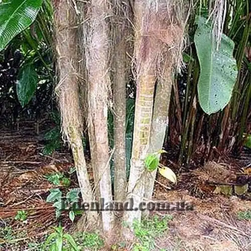 Изображение Дипсис волокнистый - Dypsis fibrosa