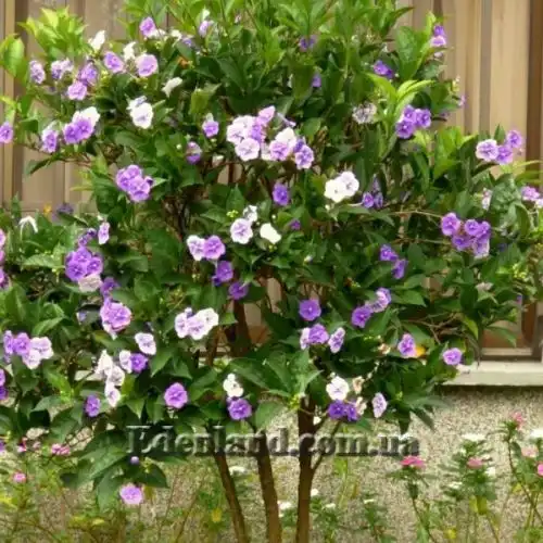 Изображение Брунфельзия широколистная  - Brunfelsia latifolia
