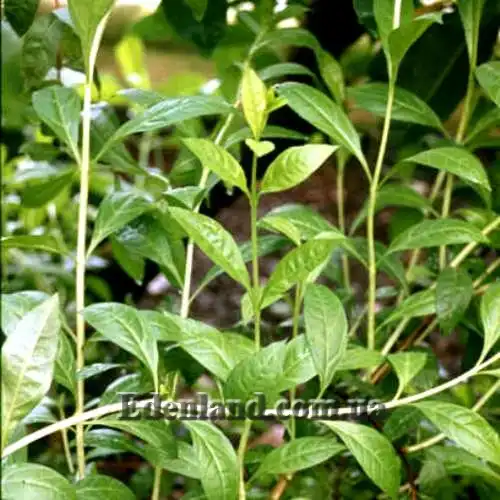 Зображення молодые побеги