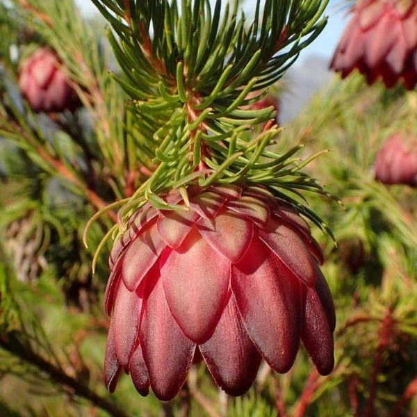 Изображение Протея карликовая  - Protea nana 