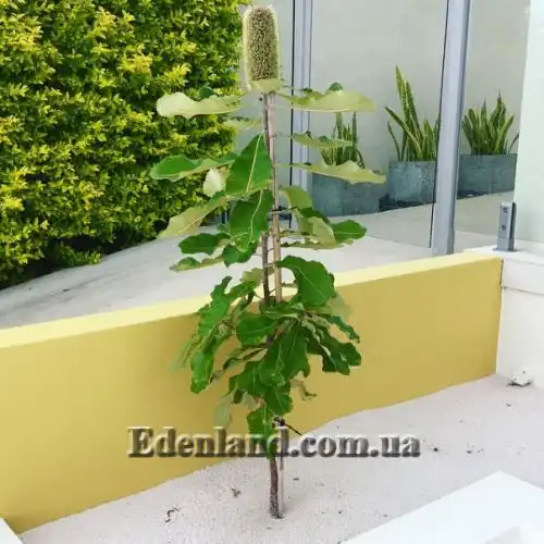 Изображение Банксия мощная - Banksia robur