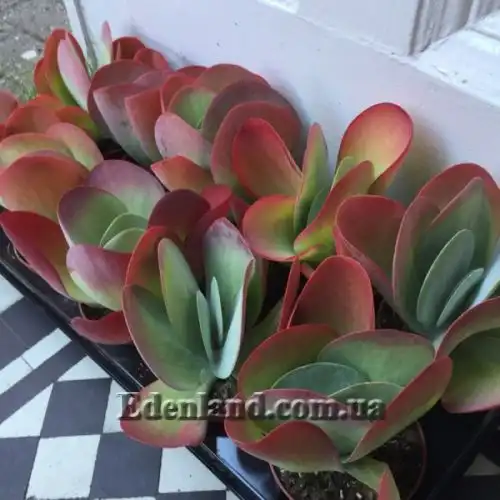 Изображение Каланхоэ Лусия - Kalanchoe luciae