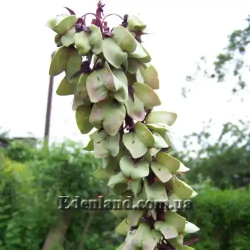 Зображення Меліантус великий - Melianthus major 