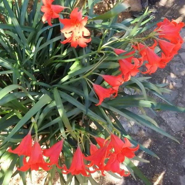 Изображение Циртантус кроваво-красный  - Cyrtanthus sanguineus