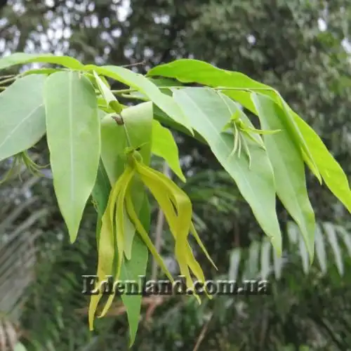 Зображення Десмос китайський - Desmos chinensis