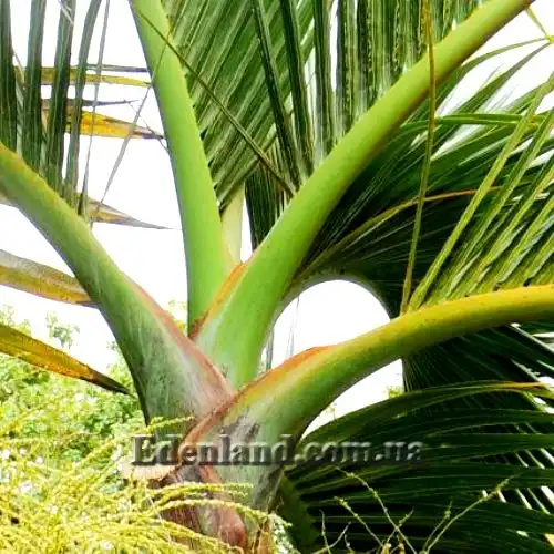 Изображение верхушка ствола