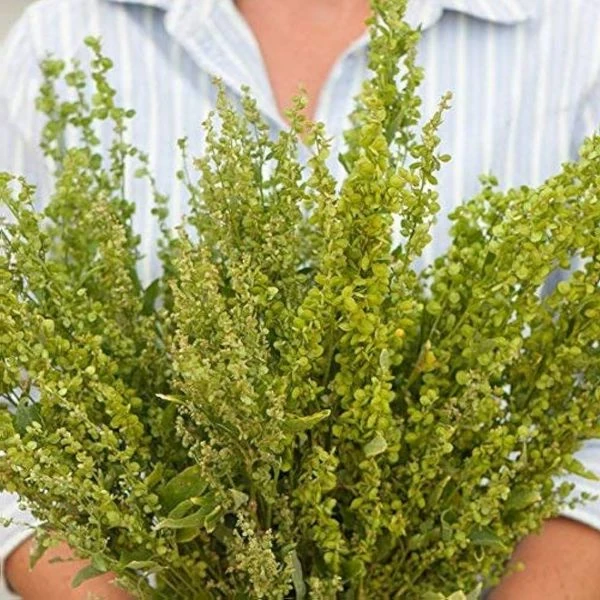 Изображение Атриплекс садовый  - Atriplex hortensis