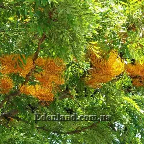 Изображение Гревиллея мощная - Grevillea robusta 