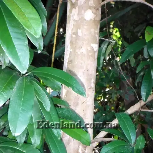 Изображение кора