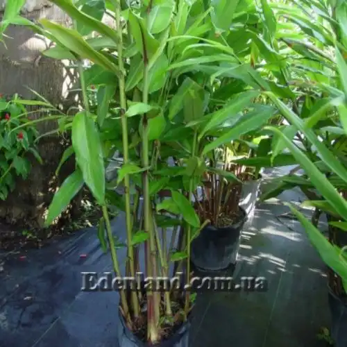 Изображение Этлингера возвышенная (Розовый факел) - Etlingera elatior (Pink Torch)