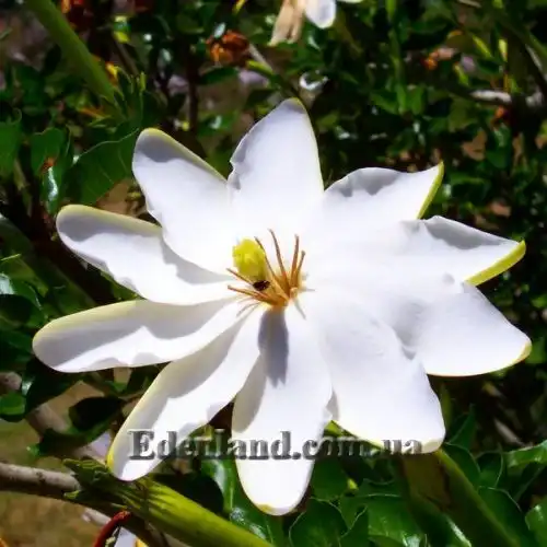 Изображение Гардения Тунберга - Gardenia thunbergia