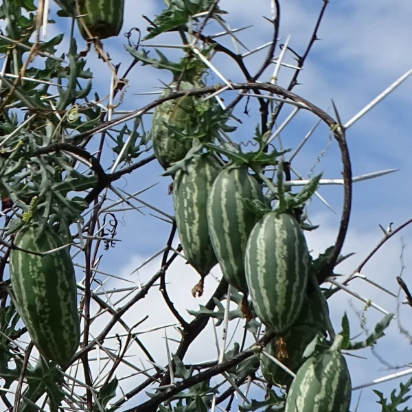 Зображення зелені плоди