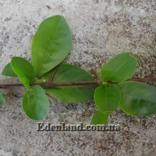 Зображення Тамілнадія болотна - Tamilnadia uliginosa