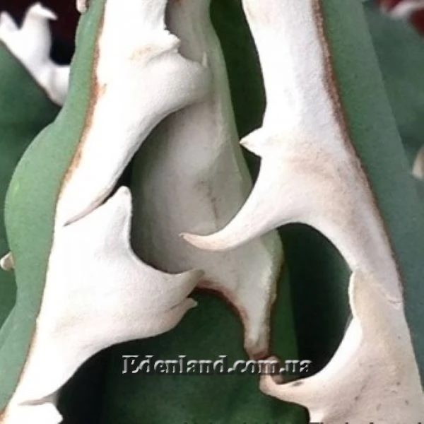 Изображение Агава Отеро  - Agave oteroi  