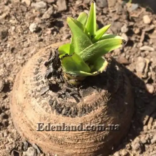 Изображение Гипоксис гемерокаллисовидный - Hypoxis hemerocallidea