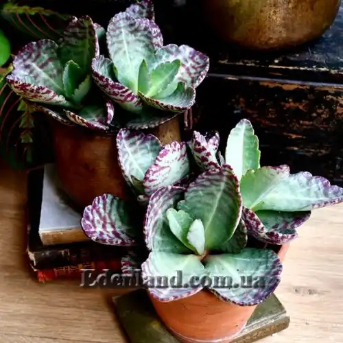 Изображение Каланхоэ приземистое - Kalanchoe humilis 