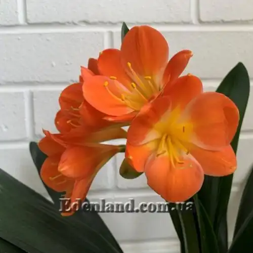 Кливия киноварная (детка) - Clivia miniata