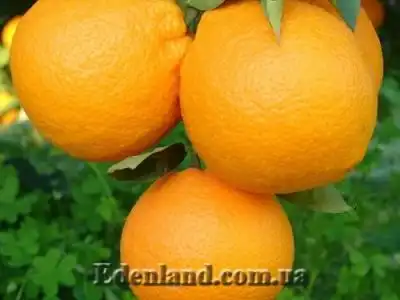 Новое поступление продукции. Сентябрь 2019