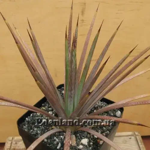 Изображение Агава сжатая красная - Agave stricta Rubra