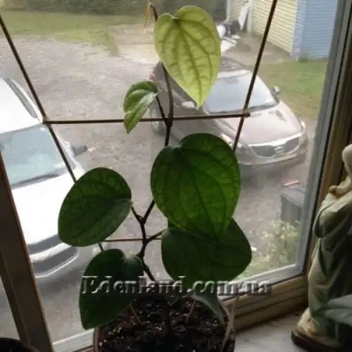 Зображення Перець чорний - Piper nigrum 