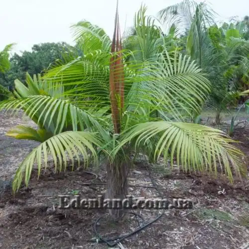 Изображение Дипсис волокнистый - Dypsis fibrosa