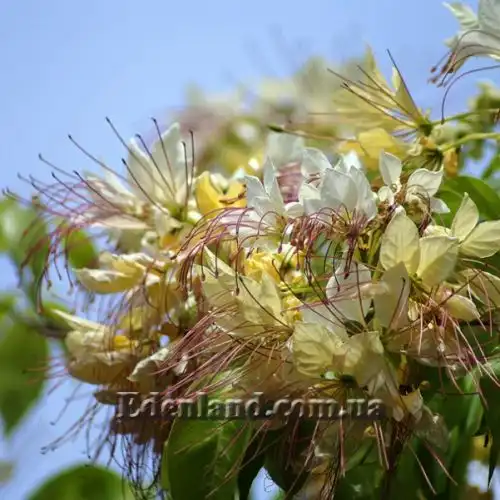 Изображение Кратева священная - Crateva religiosa