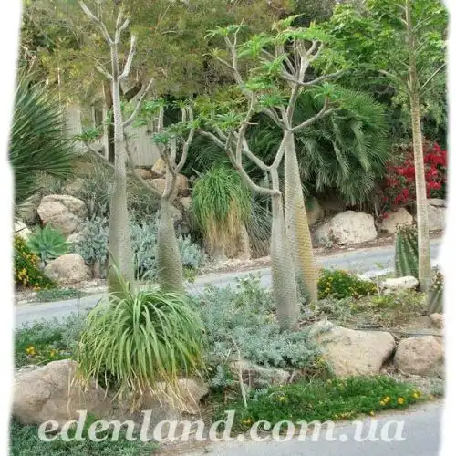 Зображення Ботанічний сад Ейн-Геді