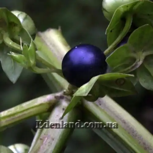 Изображение Джалтомата лежачая  - Jaltomata procumbens