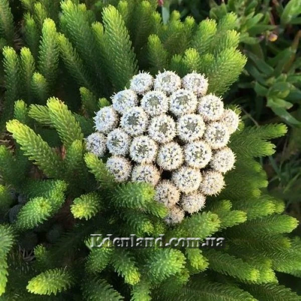 Берцелія білоквіткова - Berzelia albiflora