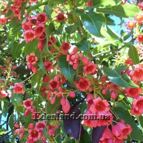 Изображение Брахихитон разноцветный - Brachychiton discolor