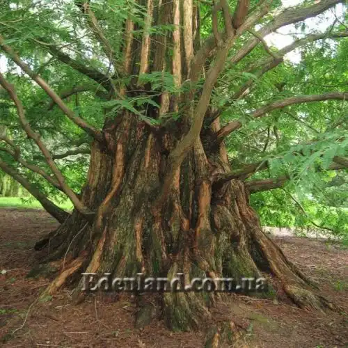 Зображення Метасеквоя гліптостробоподібна - Metasequoia glyptostroboides