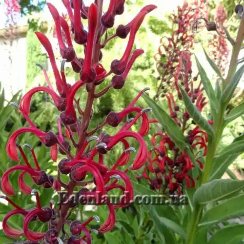 Изображение Лобелия Тупа - Lobelia tupa