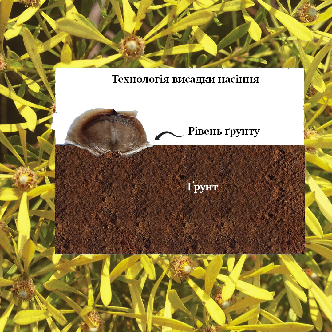 Зображення Технологія висадки насіння