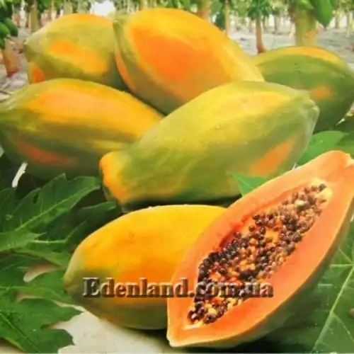 Изображение плоды