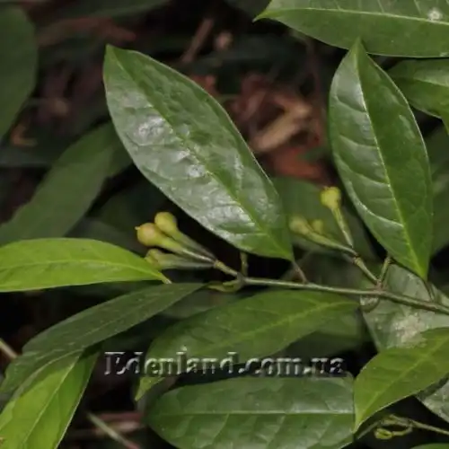 Изображение Анаксогорея лусонская - Anaxagorea luzonensis