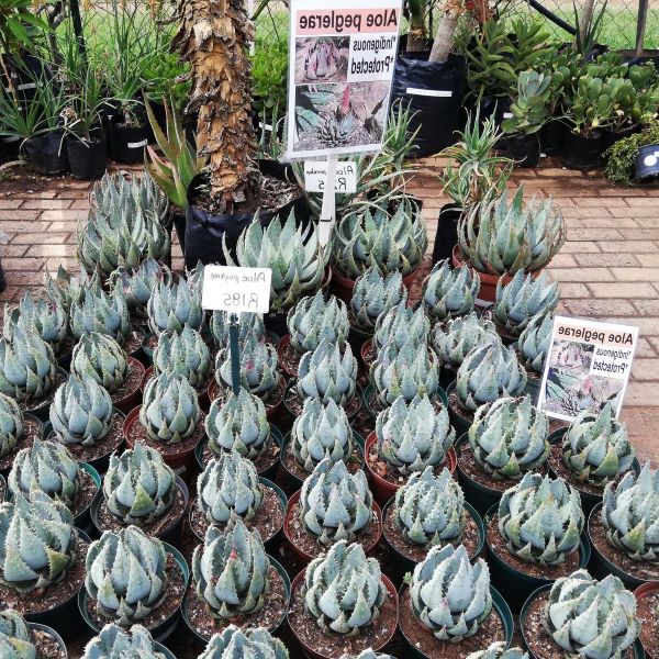 Зображення Алое Пеглер - Aloe peglerae