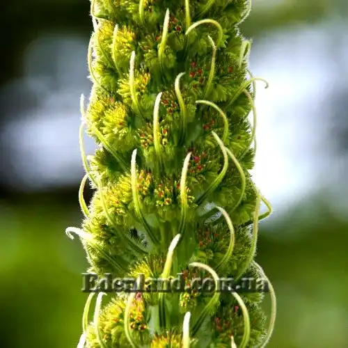 Изображение бутоны