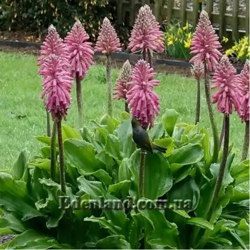 Изображение Вельтгеймия прицветниковая - Veltheimia bracteata 