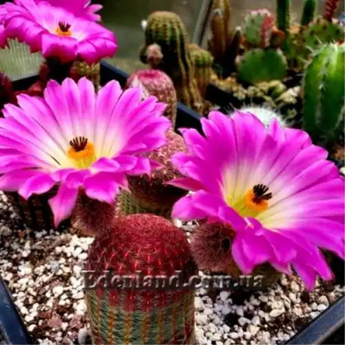 Изображение Эхиноцереус жестчайший  - Echinocereus rigidissimus 