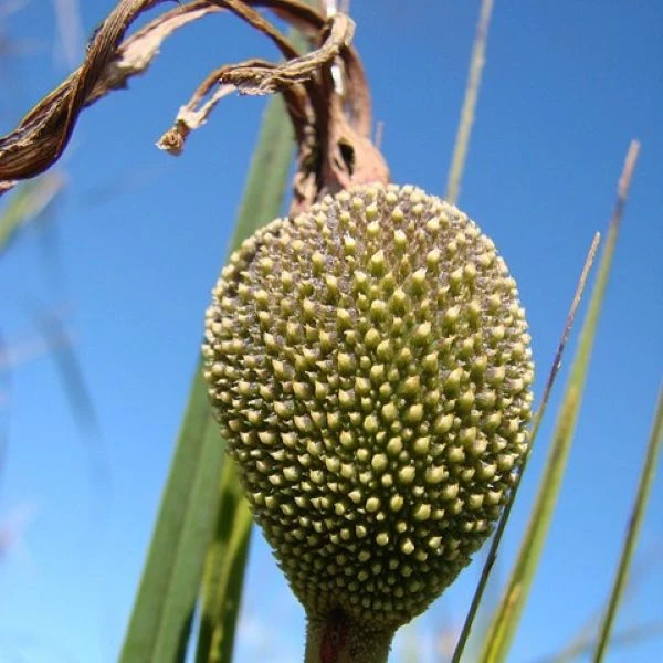 Зображення Велозія луската - Vellozia squamata