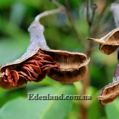 Изображение Гименоспорум желтый - Hymenosporum flavum