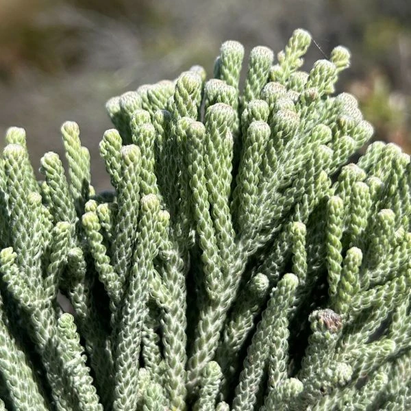 Изображение Бруния гладкая  - Brunia laevis